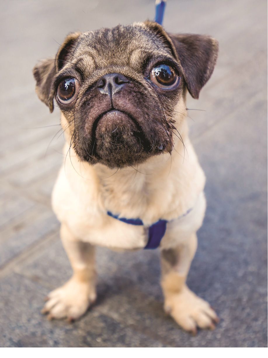Yard sale benefits animals in need